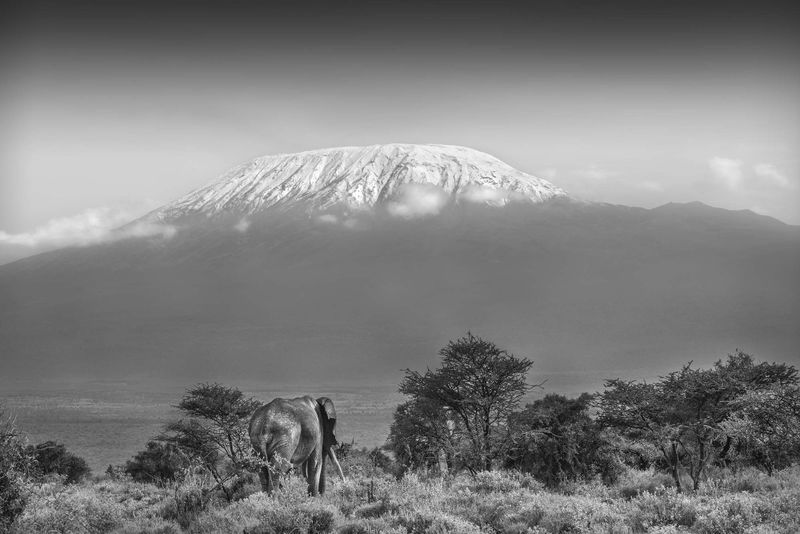 Kilimanjaro